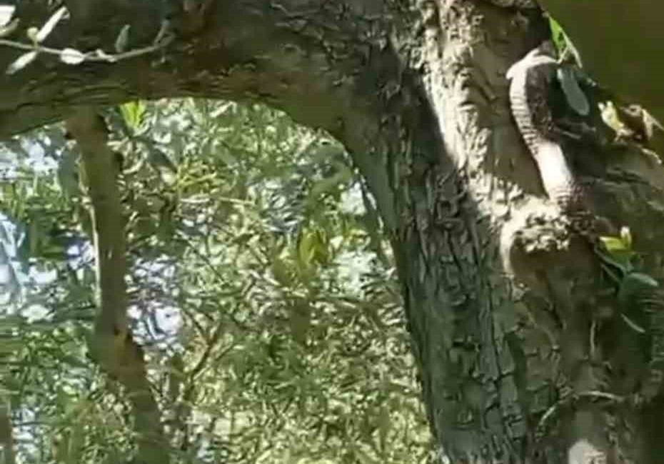 2,5 metrelik yılanı gören gözüne inanamadı Bursa’nın İznik ilçesinde zeytin ağacının üstünde görülen 2,5 metre uzunluğundaki
