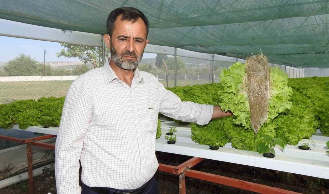 Gaziantep’in Yavuzeli ilçesinde yaklaşık bir dönüm alanda topraksız tarımla yüksek