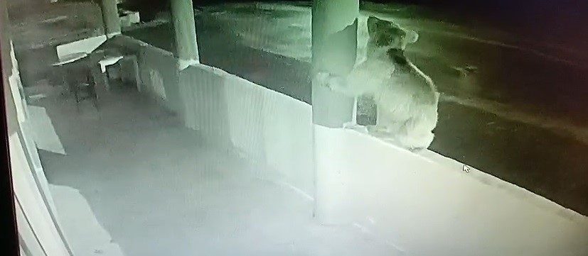 Bayburt’ta aç bir yavru ayı, Kop Dağı mevkiinde hizmet veren