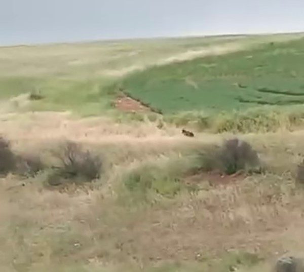 Adıyaman’da arazide ayı ile karşılaşan çiftçiler büyük korku yaşadı. Adıyaman
