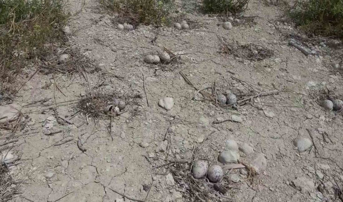 Her yıl binlerce martının yumurta bırakarak yeni martıların doğmasına ev