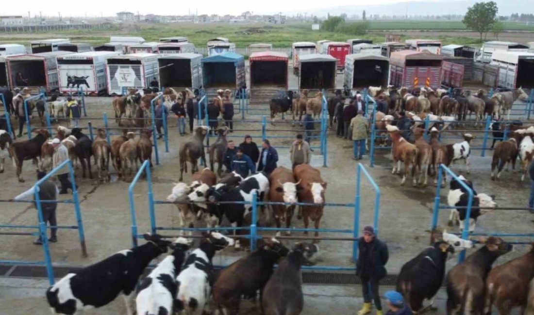 Afyonkarahisar’da kurbanlık hareketliliği başladı Kurban Bayramı’nın yaklaşmasıyla birlikte Afyonkarahisar genelinde kurbanlık hayvan satışlarında hareketlilik