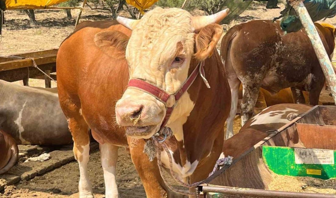 Aliağa Esnaf ve Sanatkarlar Odası, vatandaşların merakla beklediği kurbanlık kesim