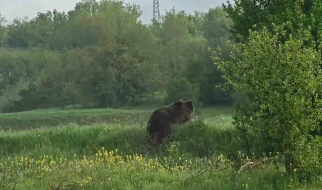 Karabük’ün Eflani ilçesinde yola çıkan bir ayı, otomobil sürücüsünün cep
