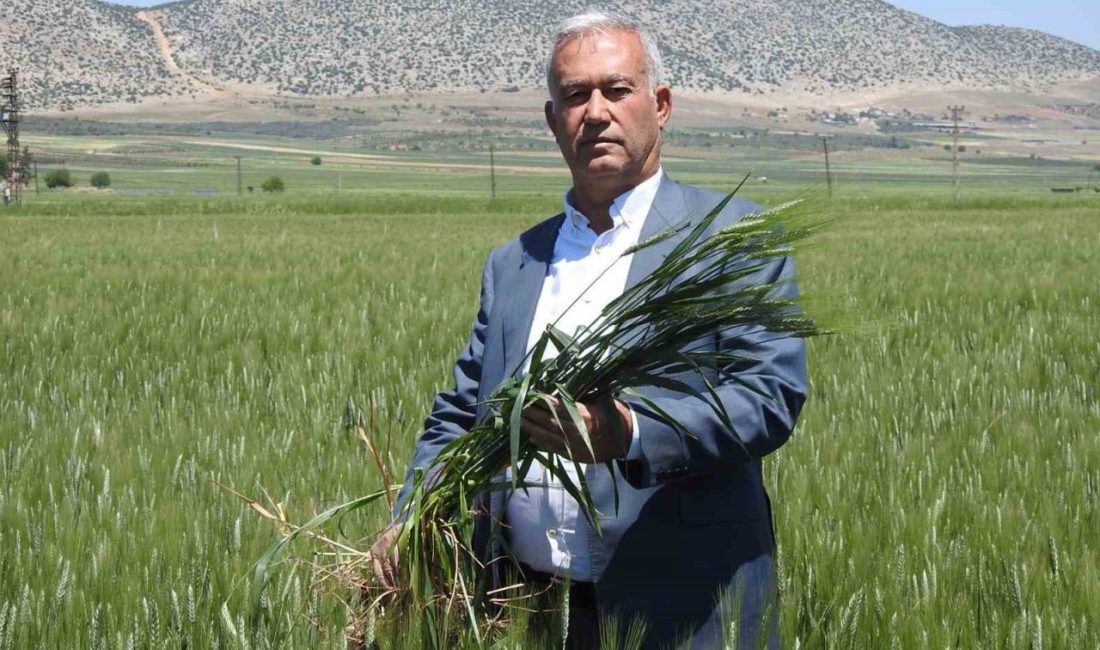 Gaziantep’in Araban ilçesinde 150 bin dönüm arazide ekilen buğdaydan 100