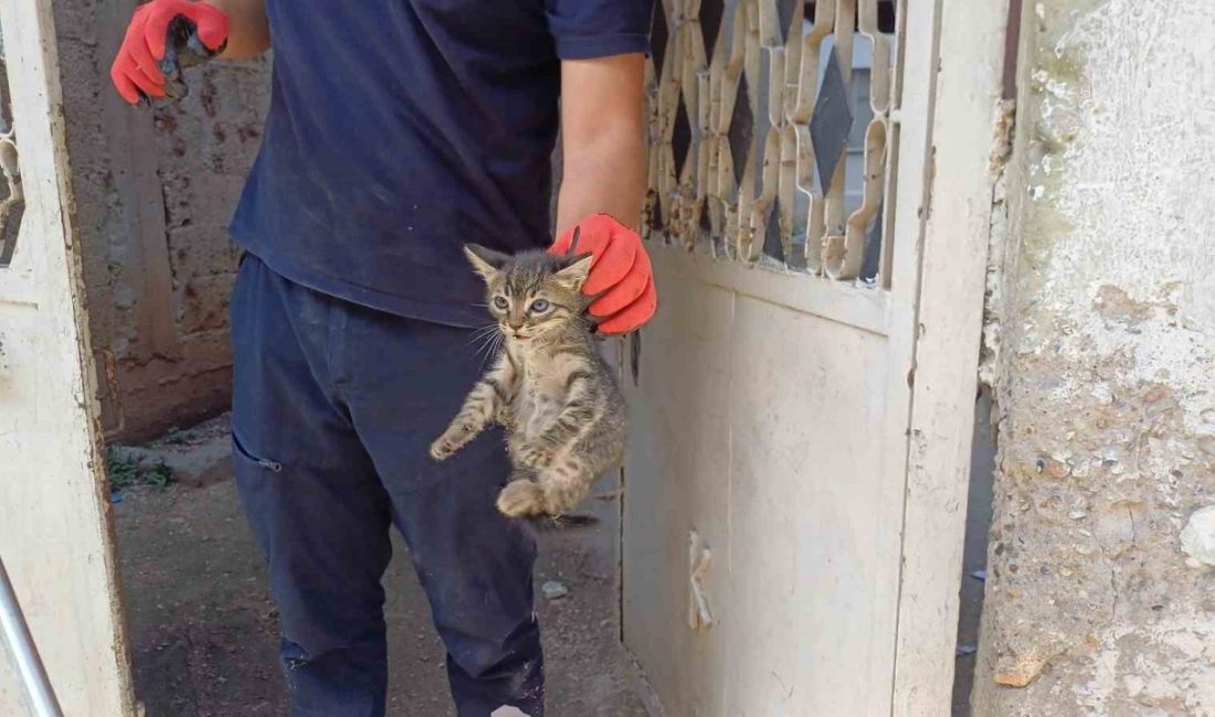 Aracın motoruna sıkışan yavru kedi kurtarıldı Adana’da bir otomobilin motor kısmına sıkışan yavru kedi, itfaiye ekiplerinin