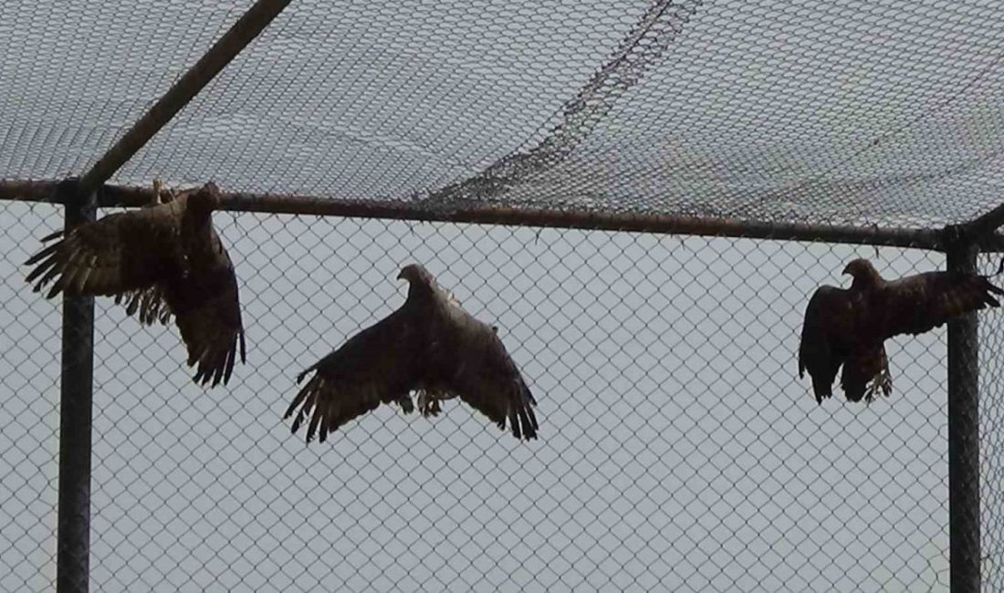 Van’da değişik tarihlerde kargalar tarafından yaralanan ve tedavi altına alınan