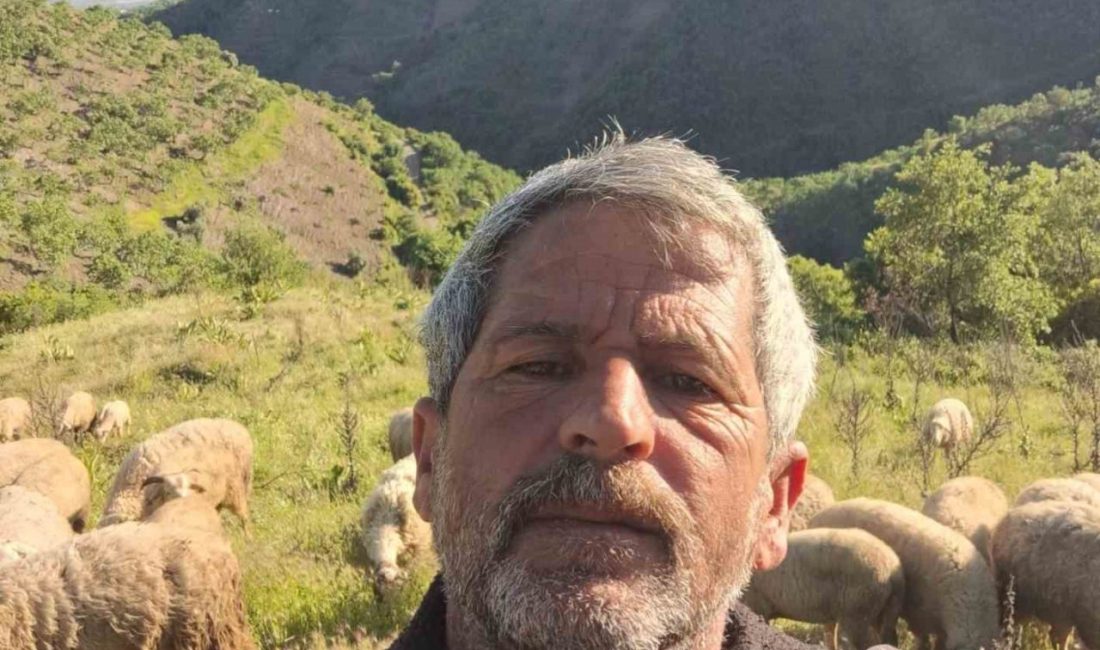 Aydın’da Yörüklerin yayla yolculuğu başladı Yörükler diyarı Aydın’da çobanların yayla yolculuğu bu yıl gecikmeli olarak
