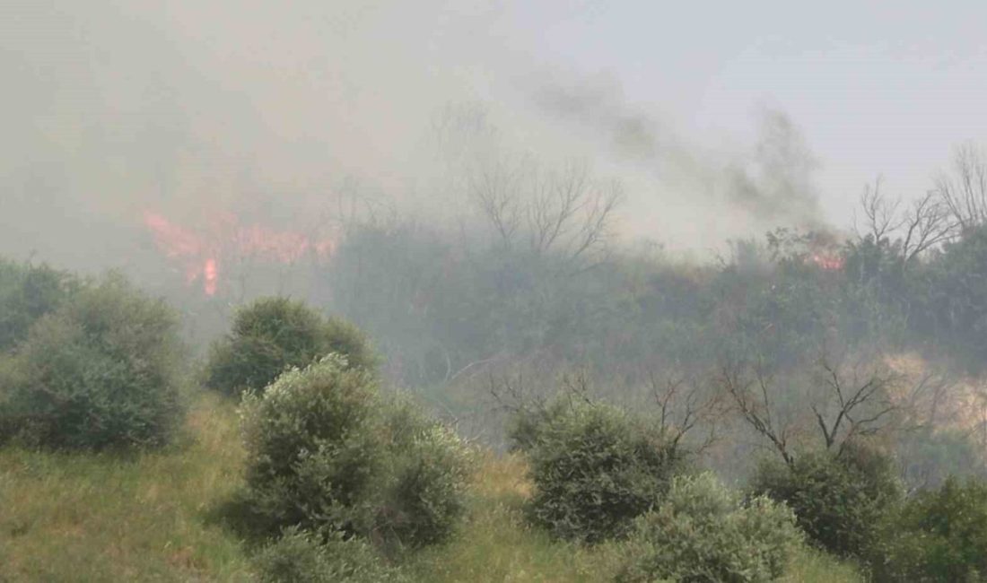 Aydın’ın Efeler ilçesine bağlı İmamköy Mahallesinde zirai ve makilik alanda