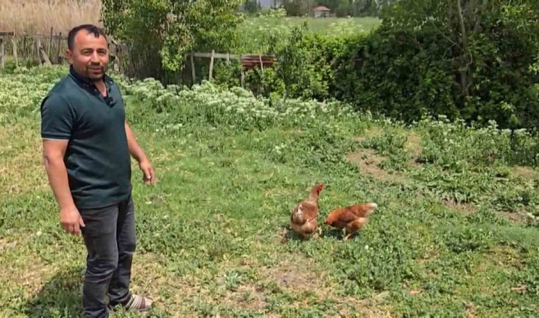 Amasya’nın Suluova ilçesinde bahçesine giren tilkiyle karşılaşan vatandaş “Kanun namına