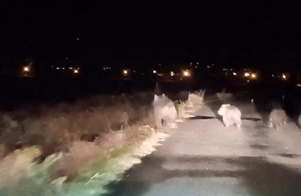 Van’ın Muradiye ilçesinde geçtiğimiz aylarda arıcı Fesih Kaya’nın arı kovanlarını