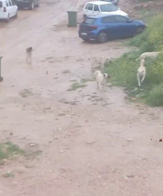 Başıboş köpek sürücü çocuğu kovaladı: O anlar kamerada Bursa’nın İnegöl ilçesinde başıboş köpek sürüsü çocuğa saldırdı. Koşarak köpeklerden