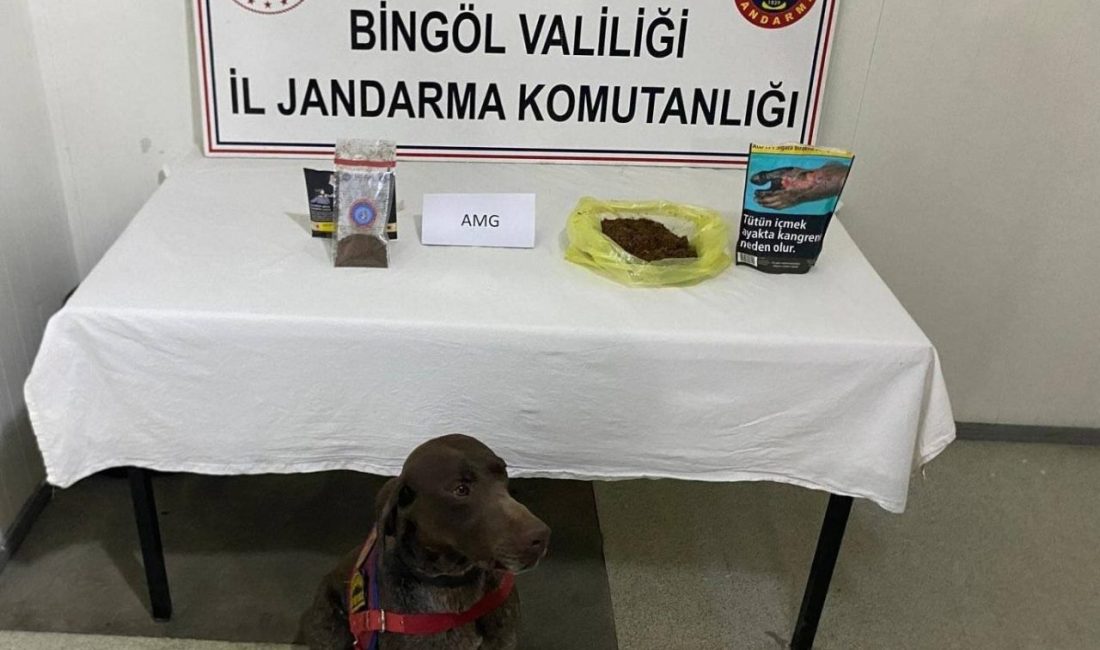 Bingöl’de yolcunun üzerinden bonzai çıktı Bingöl’de jandarma ekiplerince durdurulan yolcu otobüsünde yapılan aramada, bir şahsın