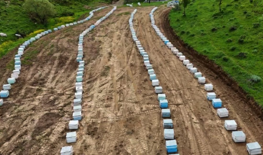 Türkiye’nin en kaliteli ballarının üretildiği Bitlis’te arıcılar yeni sezon hazırlıklarını