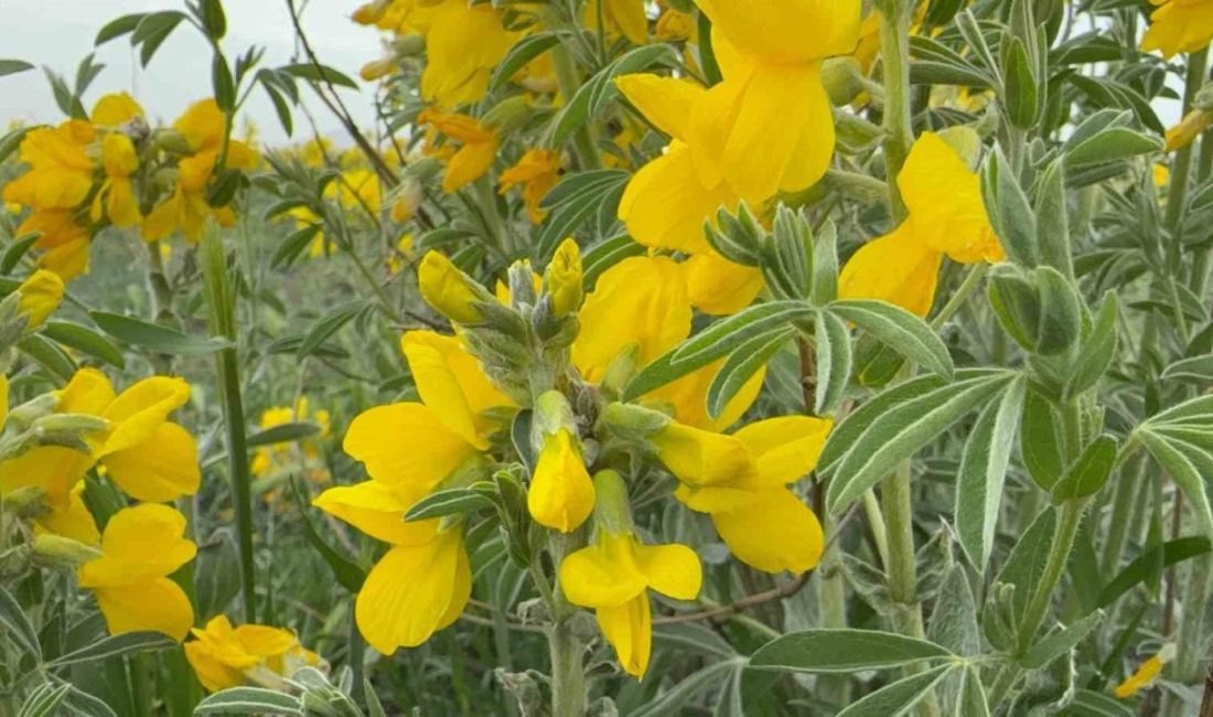 Türkiye’nin en değerli endemik bitki türlerinden birisi olan ve yalnızca
