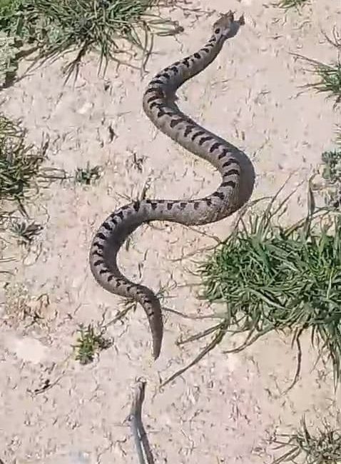 Bursa’nın İnegöl ilçesinde bir apartmanın bahçesinde zehirli Kafkas burunlu engerek