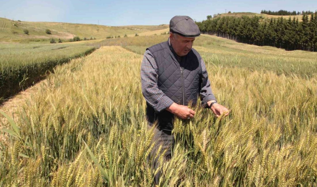 Çanakkale İl Tarım ve Orman Müdürlüğü, Trakya Tarımsal Araştırma Enstitüsü
