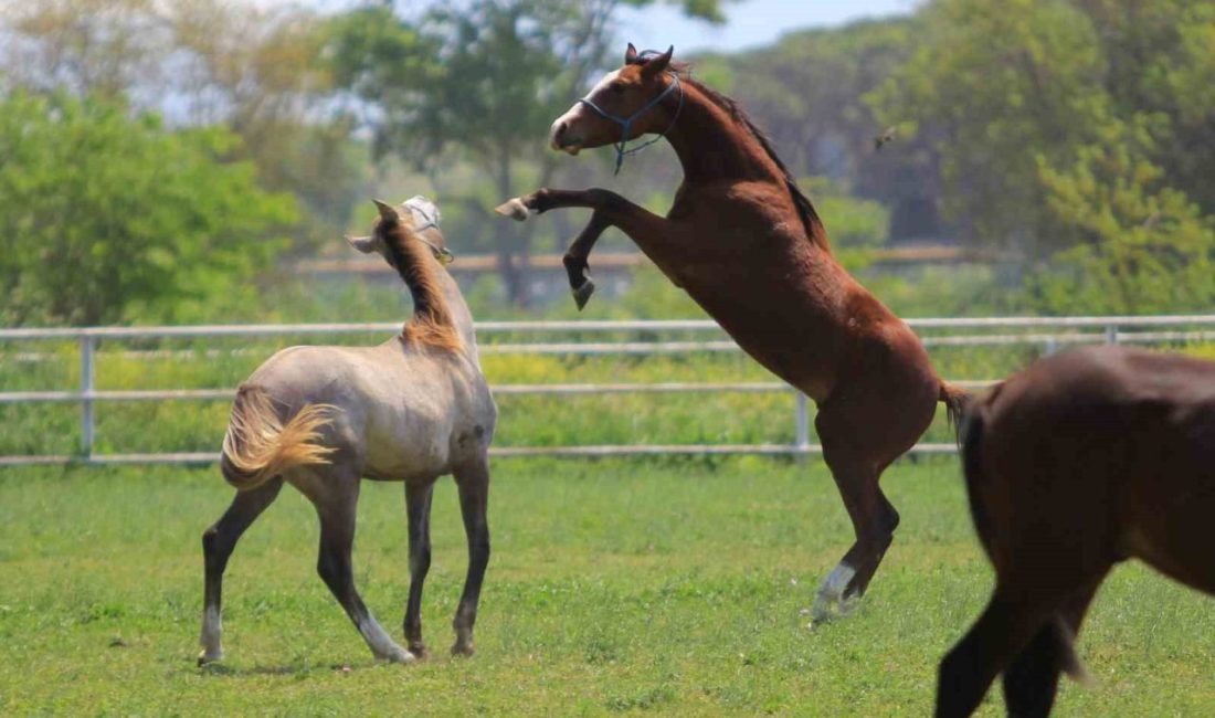 Türkiye’de atçılık ve yarış camiasının yakından bildiği, bir döneme damga