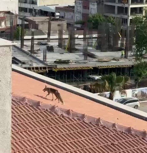 Adıyaman’da, bir binanın tepesine çıkan tilki ekipleri ve inşaat işçilerini