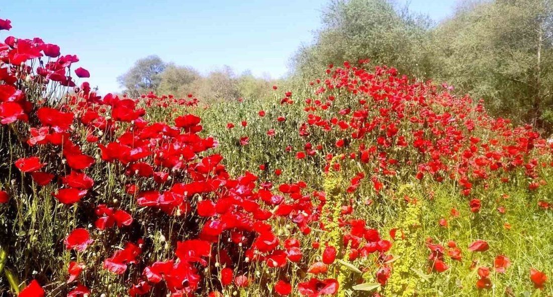 Kütahya’nın Hisarcık ilçesinde çay kenarını çiçek bahçesine dönüştüren gelincikler görsel
