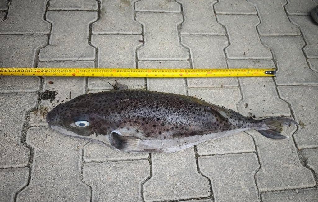 Muğla’nın Datça ilçesinde 68 santimetre boyundaki balon balığı, karaya vurmuş