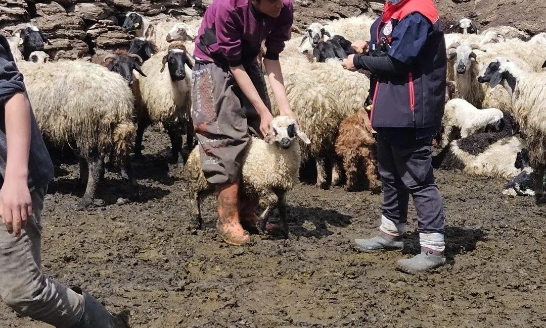 Ağrı’nın Diyadin ilçesinde küçükbaş hayvanlara küpe takma ve aşı çalışmaları