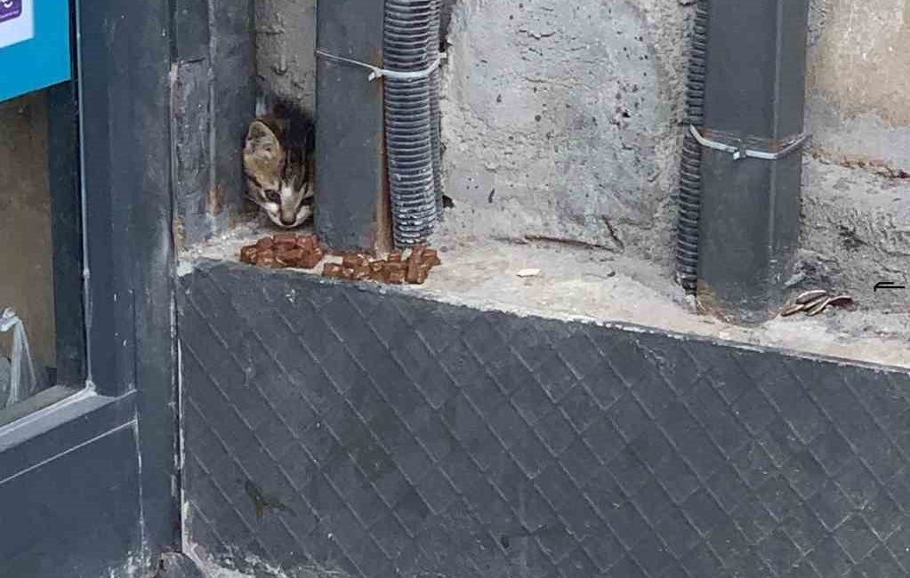 Duvar arasında mahsur kalan kedi, duvarın kırılmasıyla kurtarıldı Hatay’ın Samandağ ilçesinde duvarda sıkışarak mahsur kalan yavru kedi, itfaiye