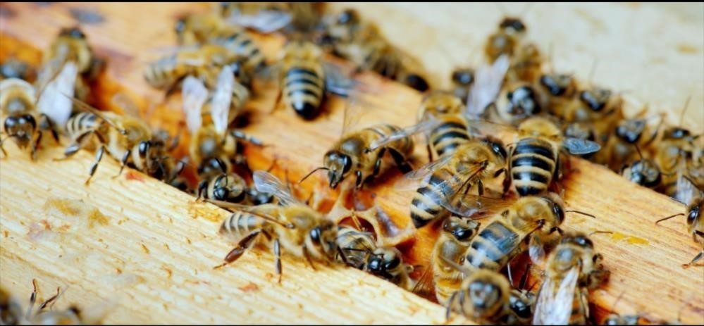 Düzce Üniversitesi ve Slovenya Maribor Üniversitesi iş birliği ile küresel