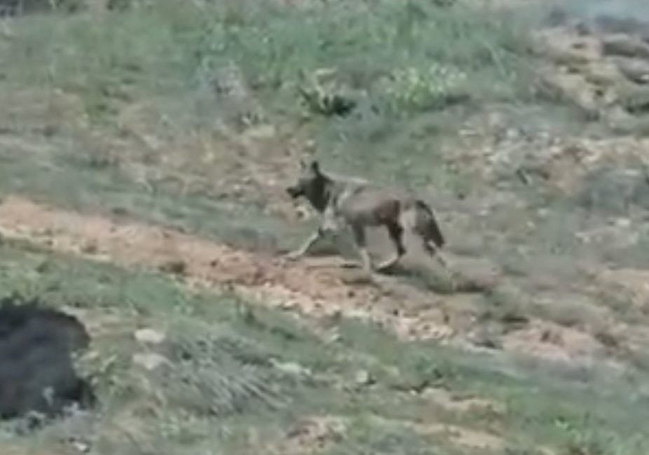 Elazığ’da koruma altındaki dağ keçileri ve bir kurt vatandaşlar tarafından
