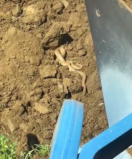 Elazığ’da havanın ısınmasıyla birlikte ortaya çıkan yılanlar vatandaşları tedirgin ediyor.