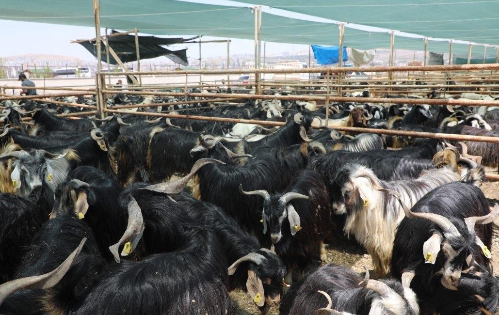 Elazığ’da kurban kesim alanları açıklandı Elazığ Belediyesi yaklaşan Kurban Bayramı öncesinde kurban satış ve kesim