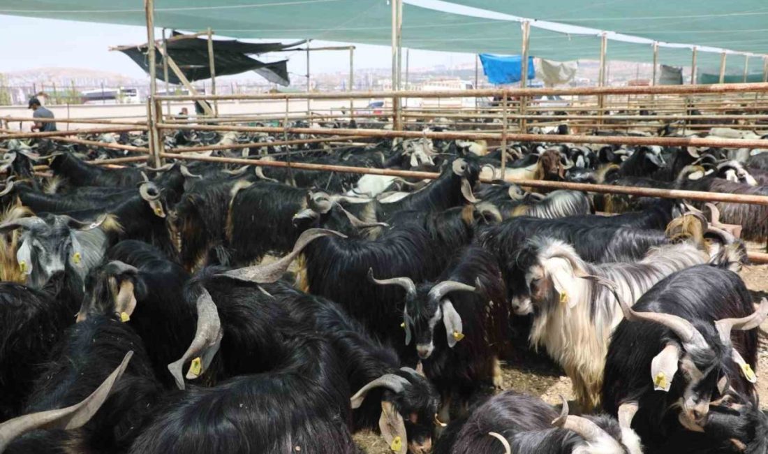 Elazığ’da 15 dönümlük alan kurban satış ve kesim alanı olarak