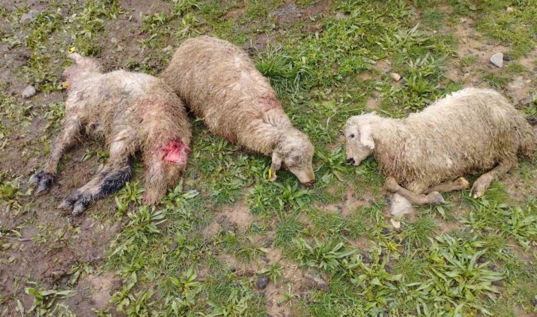 Erzincan’da ağıla giren kurtlar 15 kuzuyu telef etti, 15’ini yaraladı, 30’u ise kayboldu Erzincan’ın Tercan ilçesinde ağıla giren kurtlar, 15 kuzuyu telef etti.