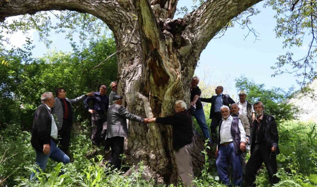 Erzurum’da en az 300 yıllık ceviz ağacı dimdik ayakta Erzurum’un Oltu ilçesi Arıtaş Mahallesi’nde en az 300 yıllık olduğu