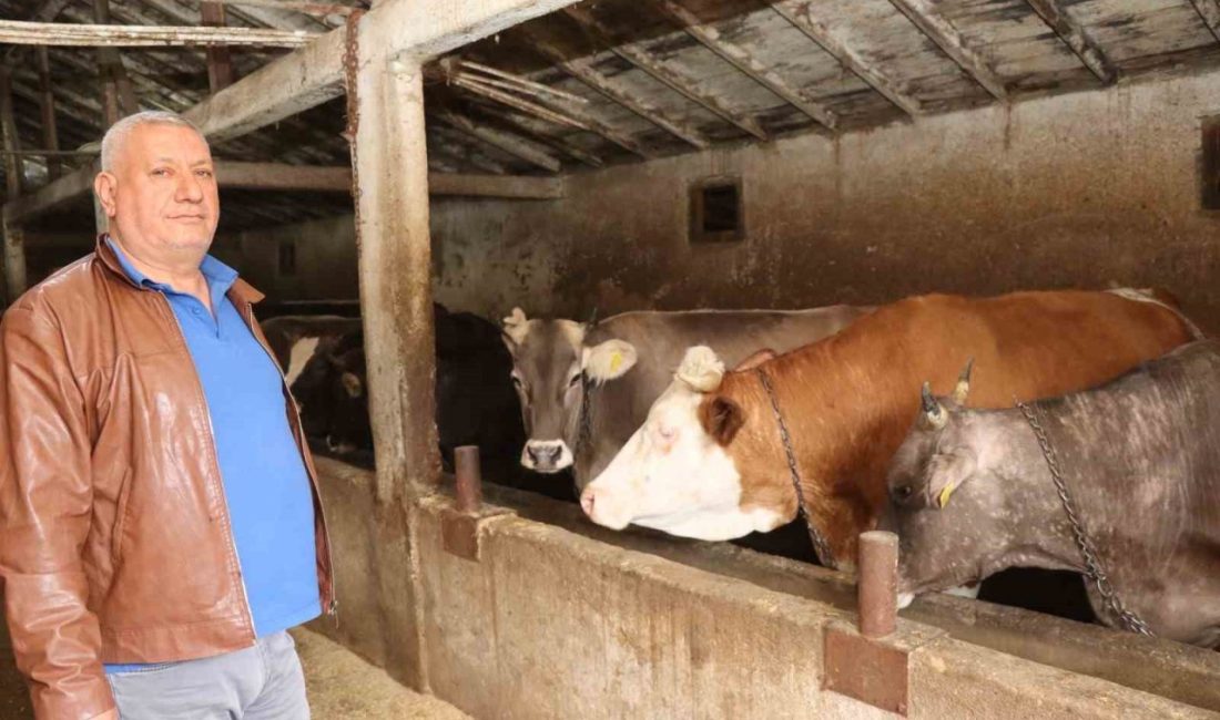 Erzurum’da Kurban Bayramı’nın yaklaşmasıyla canlı hayvan pazarlarının haraketlenmesi beklenirken, 85-90