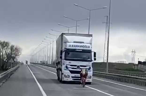 Erzurum’da karayoluna çıkan büyükbaş hayvan tır sürücüsüne zor anlar yaşattı.