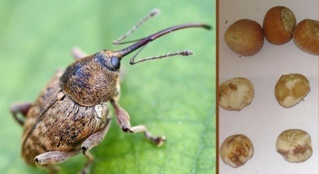 Fındık kurdu ile mücadele zamanı Fındıkta zarara neden olan fındık kurdu ile mücadele zamanının geldiği