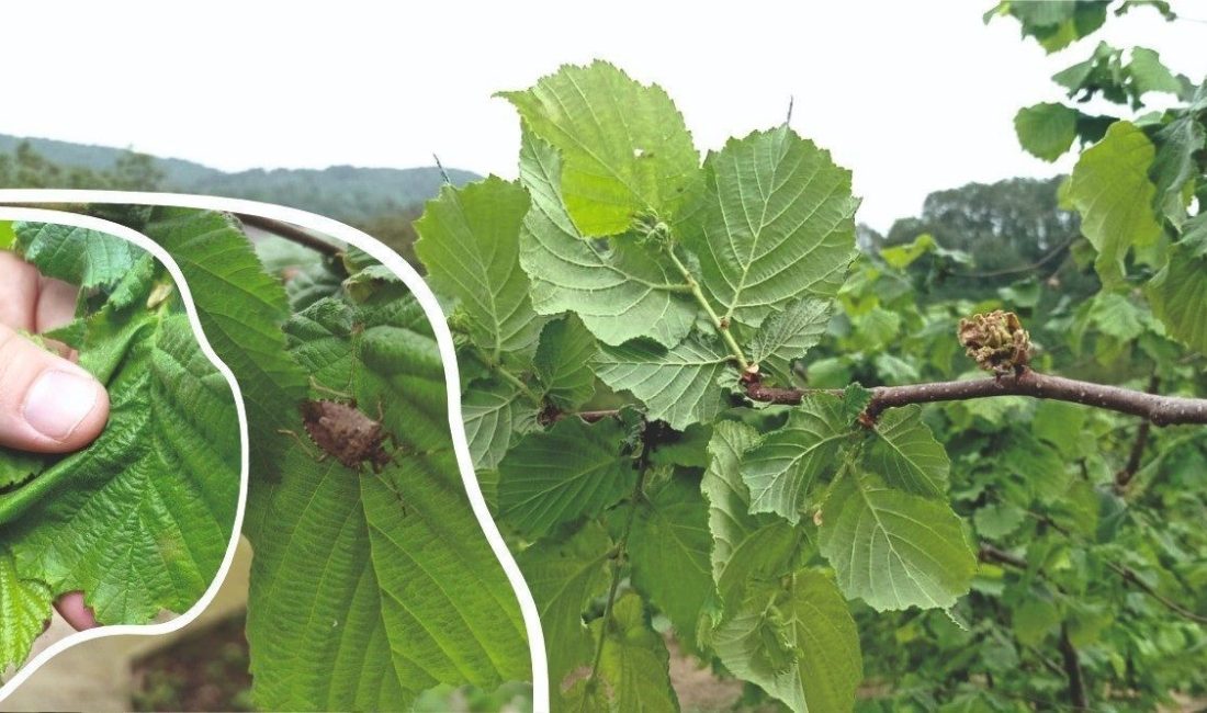 DÜZCE(İHA) – Düzce İl Tarım ve Orman Müdürlüğü fındık üreticisi