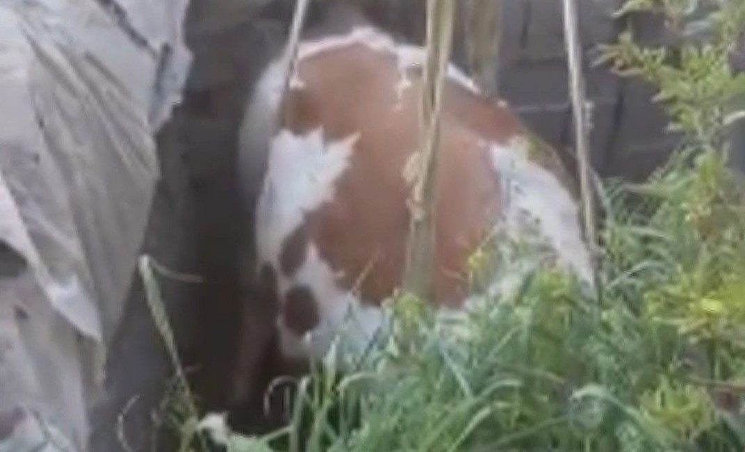 Nevşehir’de fosseptik çukuruna düşen inek, itfaiye ekipleri tarafından kurtarıldı. Olay,