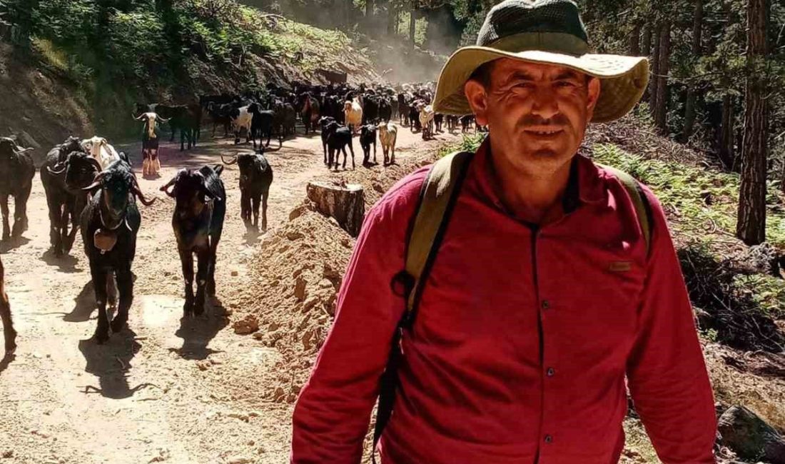 Gazipaşa’da Yörüklerin 5 aylık yayla mesaisi başladı Antalya’nın Gazipaşa ilçesinde hayvancılıkla uğraşan Yörükler, geleneksel yayla göçünü başlattı.