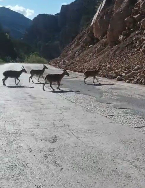 Gümüşhane’de vaşak ve dağ keçileri yollara indi Gümüşhane’de vaşak ve dağ keçileri yola indi, vatandaşlar o anları