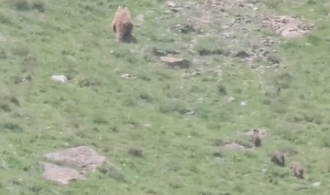 Hakkari’de anne ayı yavrularıyla görüntülendi Hakkari ve Yüksekova ilçesi arasında yer alan Doğanyurt köyünde havaların