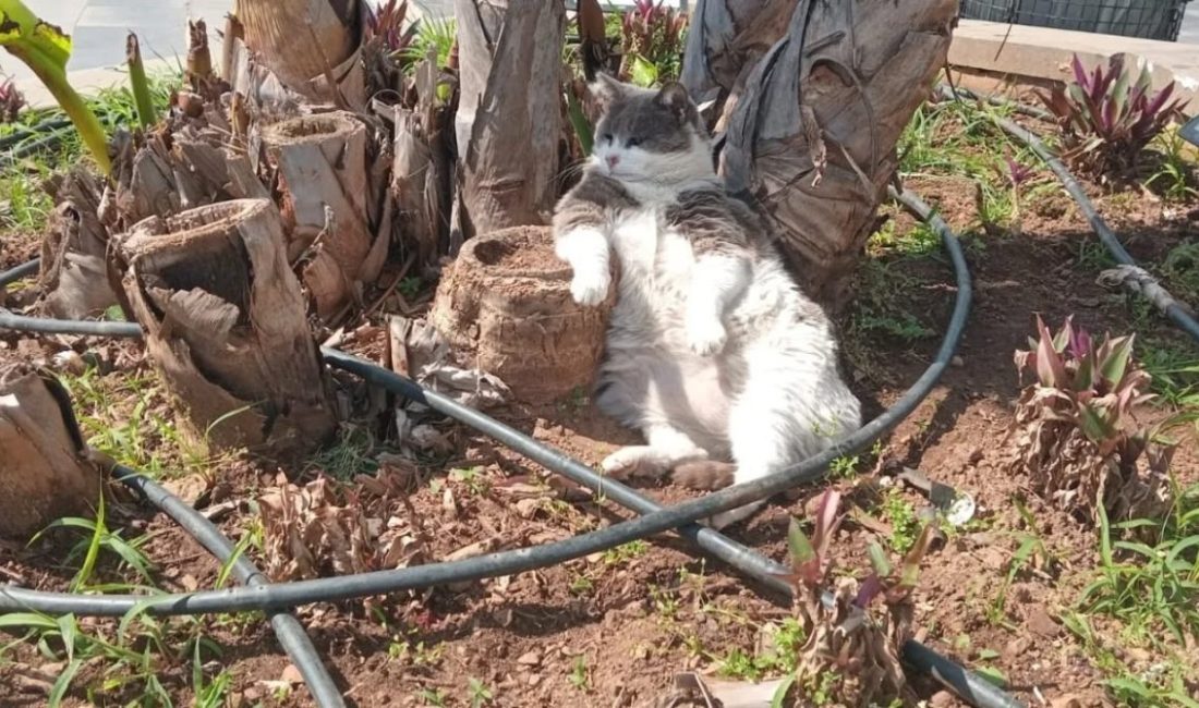 Muğla’nın Marmaris ilçesinde işçiler çevre düzenlemesi yaparken, keyfini bozmayan sokak