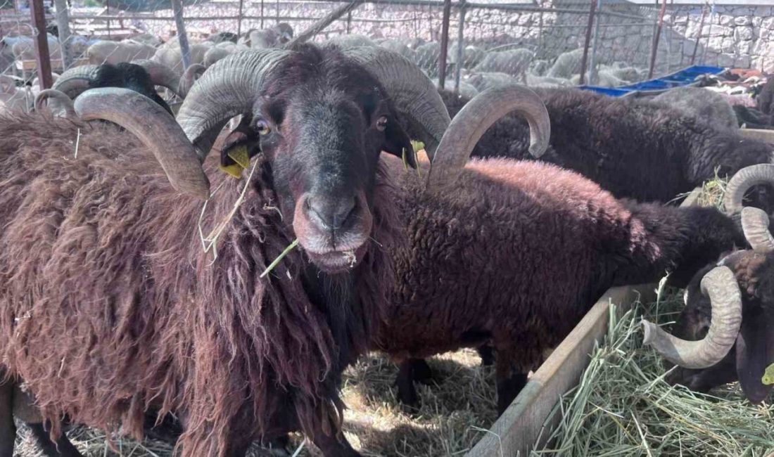Kurban Bayramı’na 3 hafta kala İzmir’deki canlı hayvan pazarlarında hareketlilik