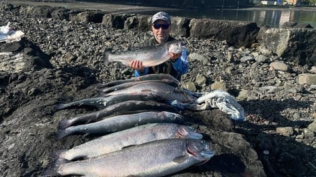 Trabzon’un Vakfıkebir ilçesi açıklarında bulunan kafeslerden geçtiğimiz hafta başlayan somon