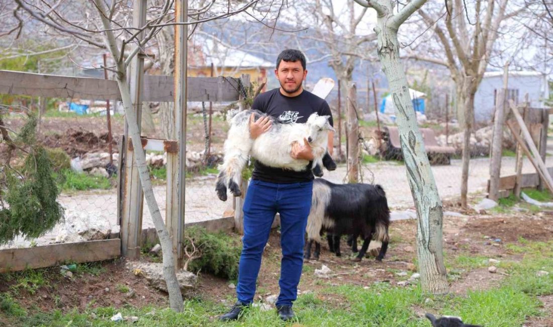 Kahramanmaraş’ta cevizi don vurunca, üreticileri farklı alanlara yöneldi Kahramanmaraş’ın Bertiz bölgesinde, geçtiğimiz aylarda yaşanan don ve dolu olayları