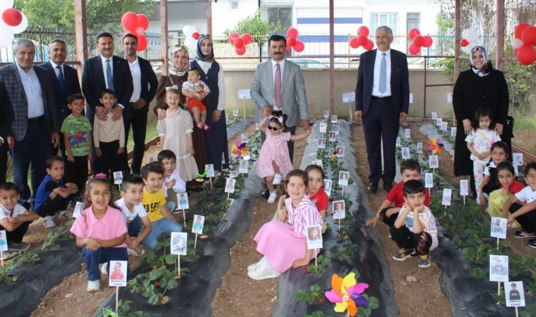 Kahta’da miniklerden çilek hasadı Adıyaman’ın Kahta Gelincik Anaokulu öğrencileri çilek hasadında bir araya geldi.