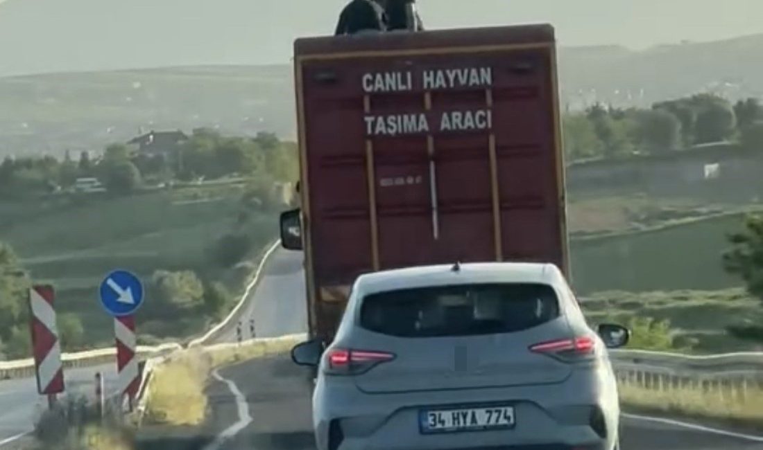 Elazığ-Bingöl karayolunda canlı hayvan taşıyan kamyonun üzerinde 3 kişinin tehlikeli