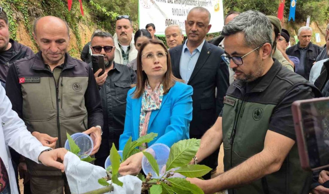Karadeniz ormanlarında “katil arı” olarak bilinen gal arısı ile “terminatör