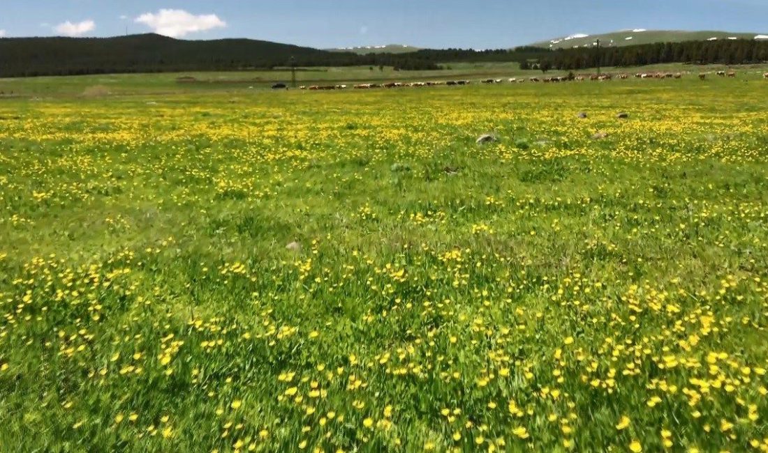 Kars’ta sarıçiçekler görenleri büyülüyor Kars’ta arazilerde açan sarıçiçekler görenleri büyülüyor. Kars’ın Sarıkamış ilçesi 4